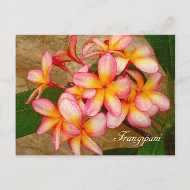 Frangipani Postkarte (Vorderseite)