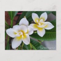Frangipani-Postkarte - BaliWhirl