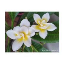 Frangipani-Postkarte - BaliWhirl