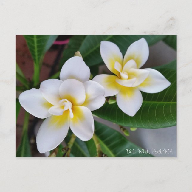 Frangipani-Postkarte - BaliWhirl Postkarte (Vorderseite)