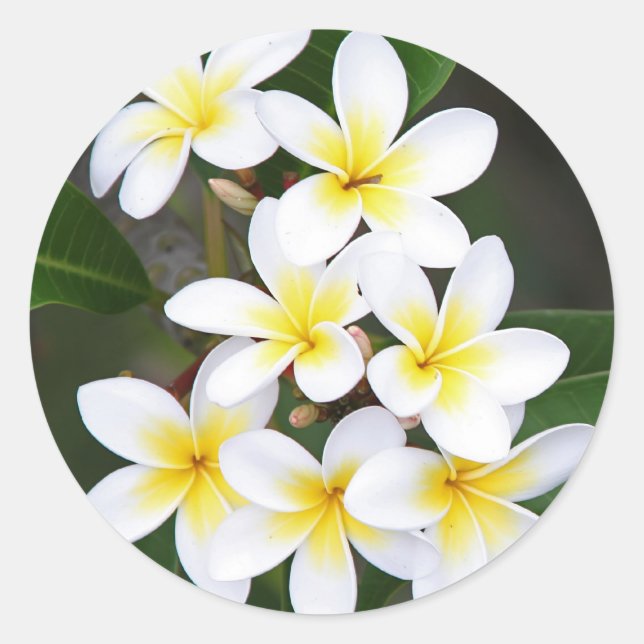 Frangipani Runder Aufkleber (Vorderseite)