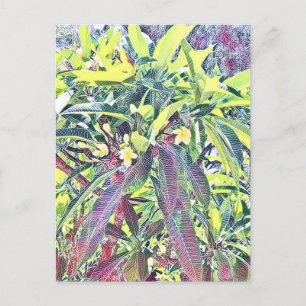 Frangipani Tree Cairns Australien tropisch Postkarte
