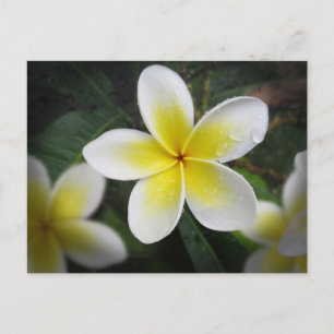 Frangipani und Raindrops Postkarte
