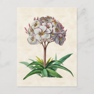 Frangipani Vintag Botanical Postkarte