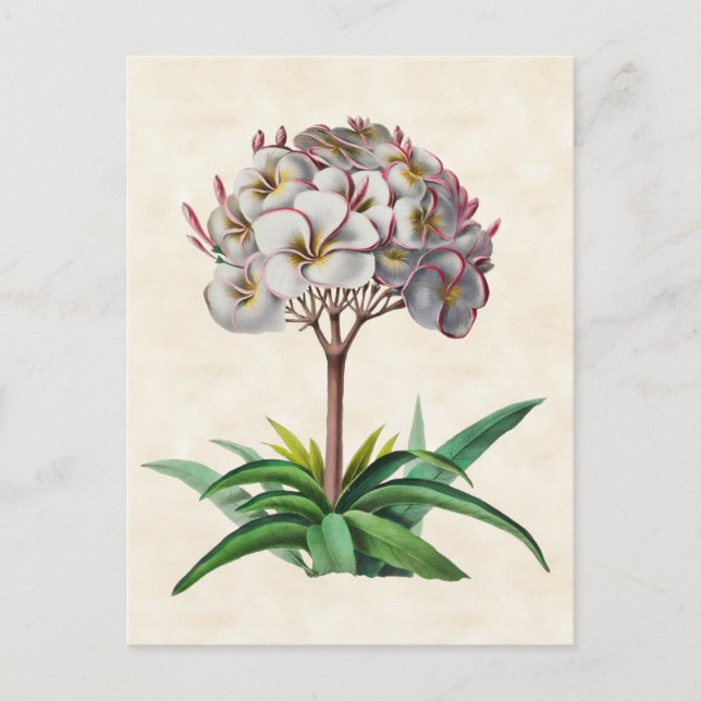 Frangipani Vintag Botanical Postkarte (Vorderseite)