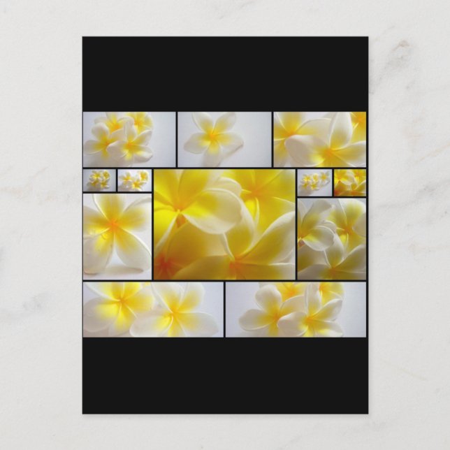 Frangipanis Postkarte (Vorderseite)