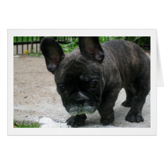 Frank (Vorderseite (Horizontal))