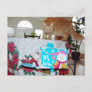 Frank & Leo: Hast du die Katze gesehen? Postkarte