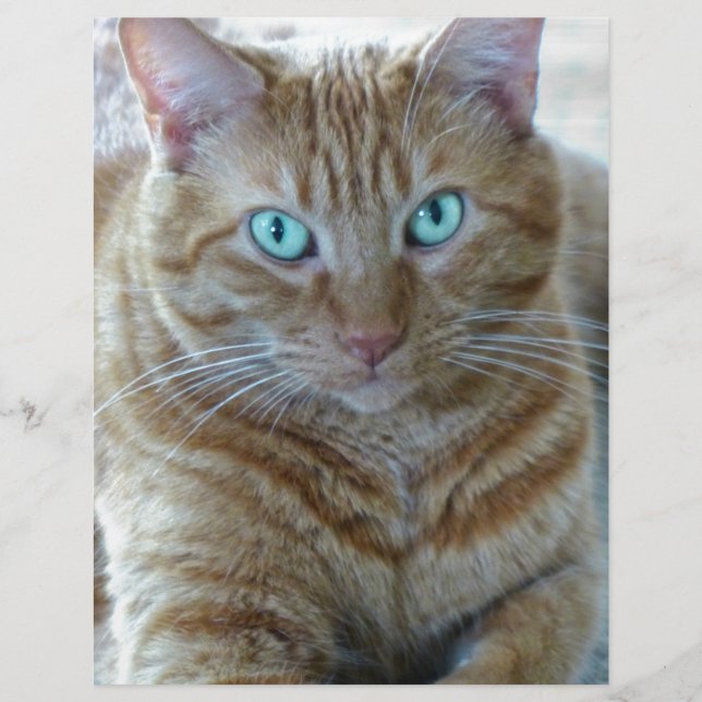 Frankie (Vorderseite)