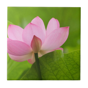 Franklin NC, Perry Water Garden, Lotus Fliese