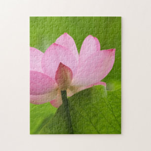 Franklin NC, Perry Water Garden, Lotus Puzzle