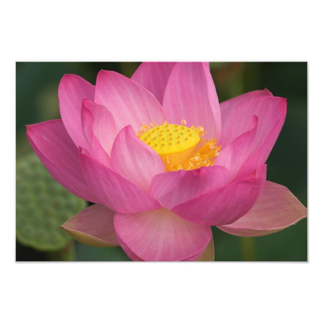 Franklin NC, Perrys Wassergarten, Lotus 2 Fotodruck (Vorne)