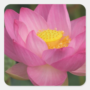 Franklin NC, Perrys Wassergarten, Lotus 2 Quadratischer Aufkleber