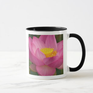 Franklin NC, Perry's Water Garden, Lotus 2 Tasse