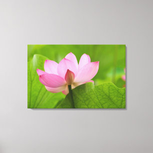 Franklin NC, Perry's Water Garden, Lotus Leinwanddruck