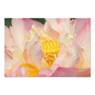 Franklin NC, Perry's Water Garden, Lotus mit Fotodruck