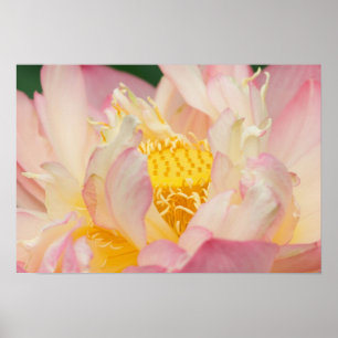 Franklin NC, Perry's Water Garden, Lotus mit Poster