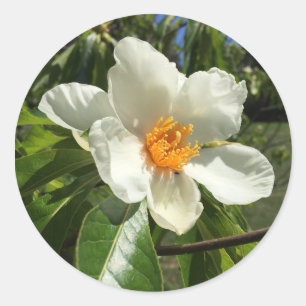 Franklinia alatamaha runder aufkleber