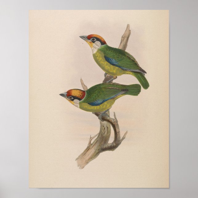 Franklins Bartvogel von John Gould Druck Poster (Vorne)
