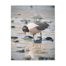 Franklins Gull