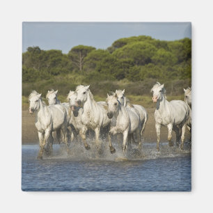 Frankreich, Camargue. Pferde laufen durch die Münd Magnet