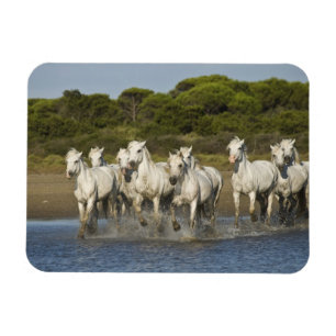 Frankreich, Camargue. Pferde laufen durch die Münd Magnet