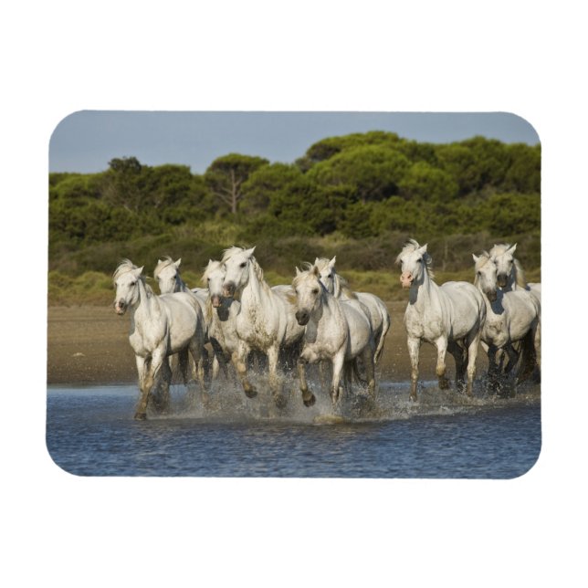 Frankreich, Camargue. Pferde laufen durch die Münd Magnet (Horizontal)