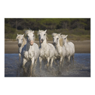 Frankreich, Camargue. Pferde laufen Fotodruck