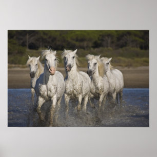 Frankreich, Camargue. Pferde laufen Poster