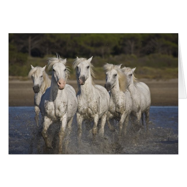 Frankreich, Camargue. Pferderennlauf (Vorderseite (Horizontal))