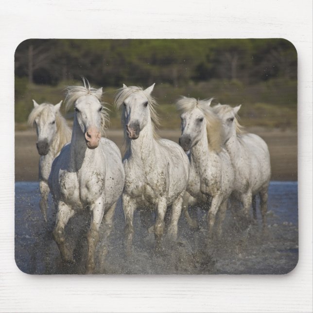 Frankreich, Camargue. Pferderennlauf Mousepad (Vorne)