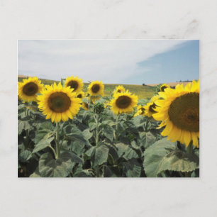 Frankreich Provence, Blick auf ein Sonnenblumenfel Postkarte