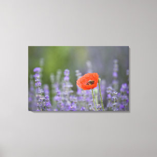 Frankreich, Provence. Einsamer Mohn auf einem Feld Leinwanddruck