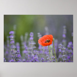 Frankreich, Provence. Einsamer Mohn auf einem Feld Poster