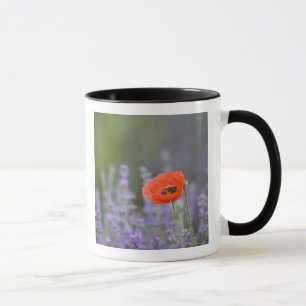 Frankreich, Provence. Einsamer Mohn auf einem Feld Tasse