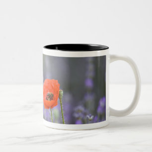 Frankreich, Provence. Einsamer Mohn auf einem Feld Zweifarbige Tasse