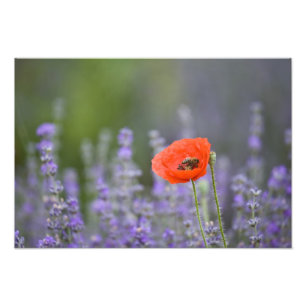 Frankreich, Provence. Einzelmohn im Feld Fotodruck