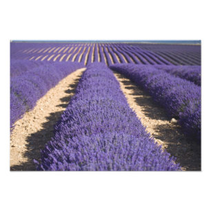 Frankreich, Provence. Lavendel in Blüte. 3 Fotodruck