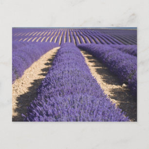 Frankreich, Provence. Lavendel in Blüte. 3 Postkarte