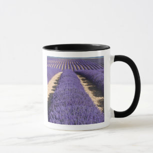 Frankreich, Provence. Lavendel in Blüte.3 Tasse