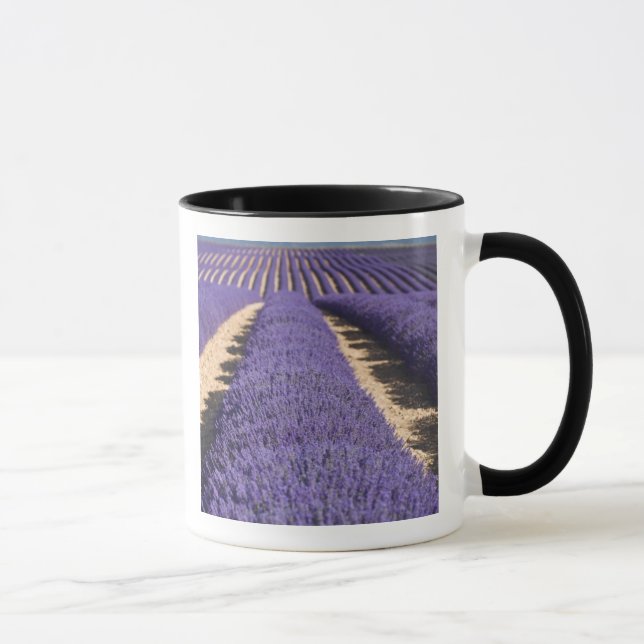 Frankreich, Provence. Lavendel in Blüte.3 Tasse (Rechts)