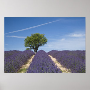 Frankreich, Provence. Lavendel in Blüte. 4 Poster
