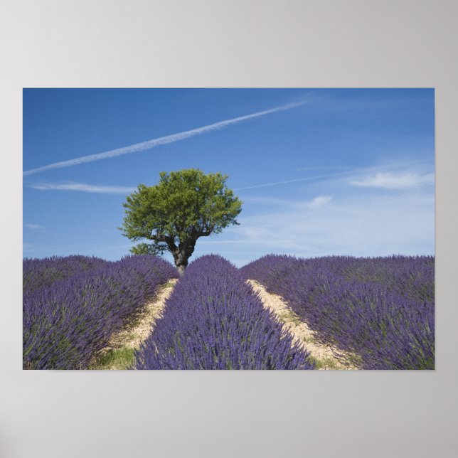 Frankreich, Provence. Lavendel in Blüte. 4 Poster (Vorne)