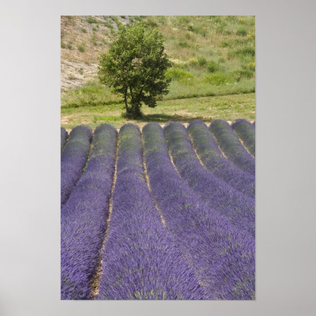 Frankreich, Provence. Lavendel in Blüte. Poster (Vorne)
