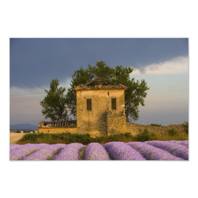 Frankreich, Provence. Lavendelfeld und Fotodruck (Vorne)