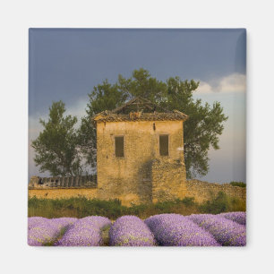 Frankreich, Provence. Lavendelfeld und Magnet