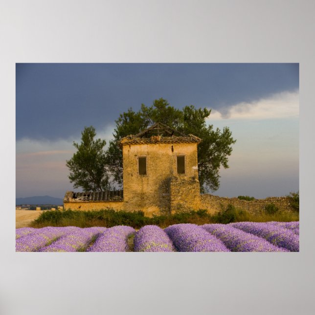 Frankreich, Provence. Lavendelfeld und Poster (Vorne)