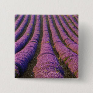 Frankreich, Provence Region. Ordentliche Reihen vo Button