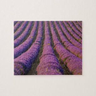 Frankreich, Provence Region. Ordentliche Reihen vo Puzzle