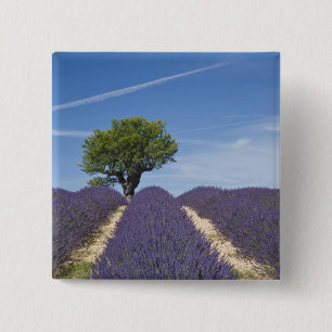 Frankreich, Provence. Reihen von blühendem Lavende Button
